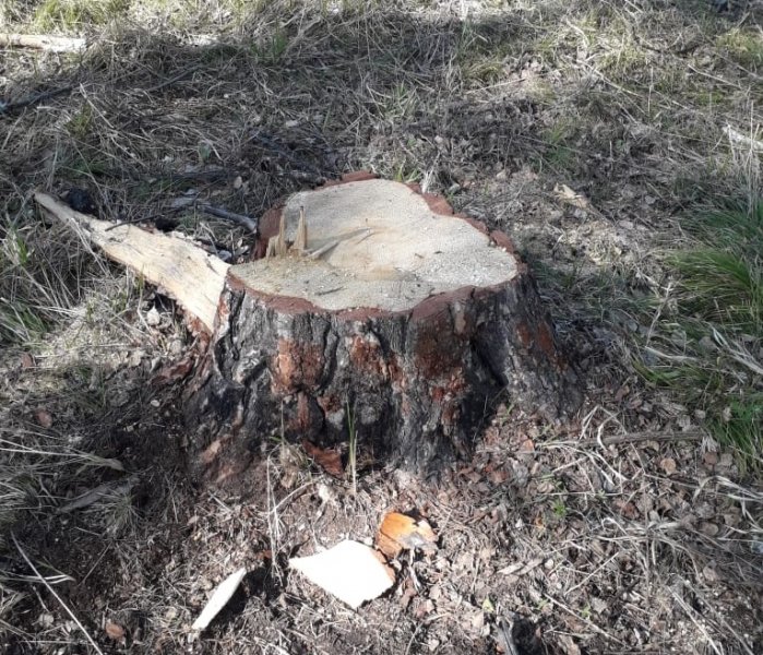 В Кузбассе вынесен приговор двум местным жителям за незаконную рубку леса на сумму более 700 000 рублей